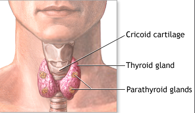 tezi ya parathyroid
